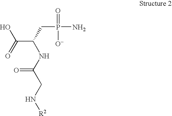 Asparagine deaminase catalytic antibodies