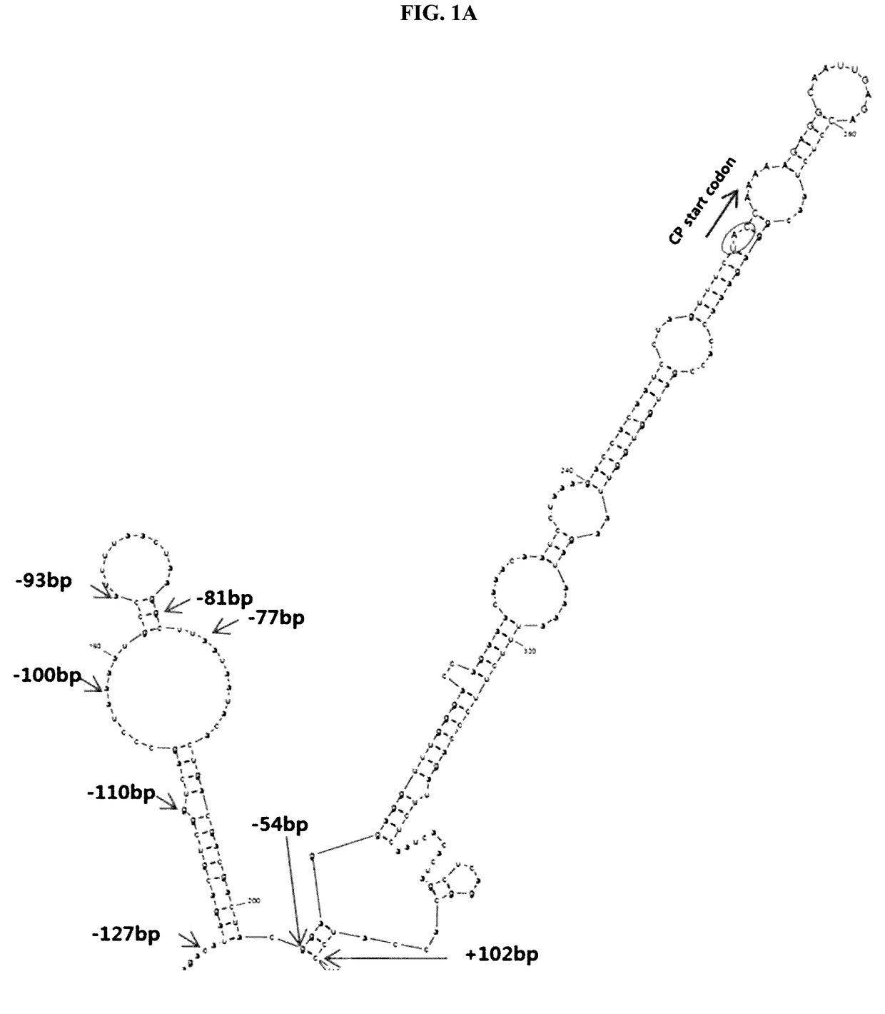 Construction of New Cucumber Fruit Mottle Mosaic Virus Derived Subgenomic Promotor and Expression Vector, and Use Thereof