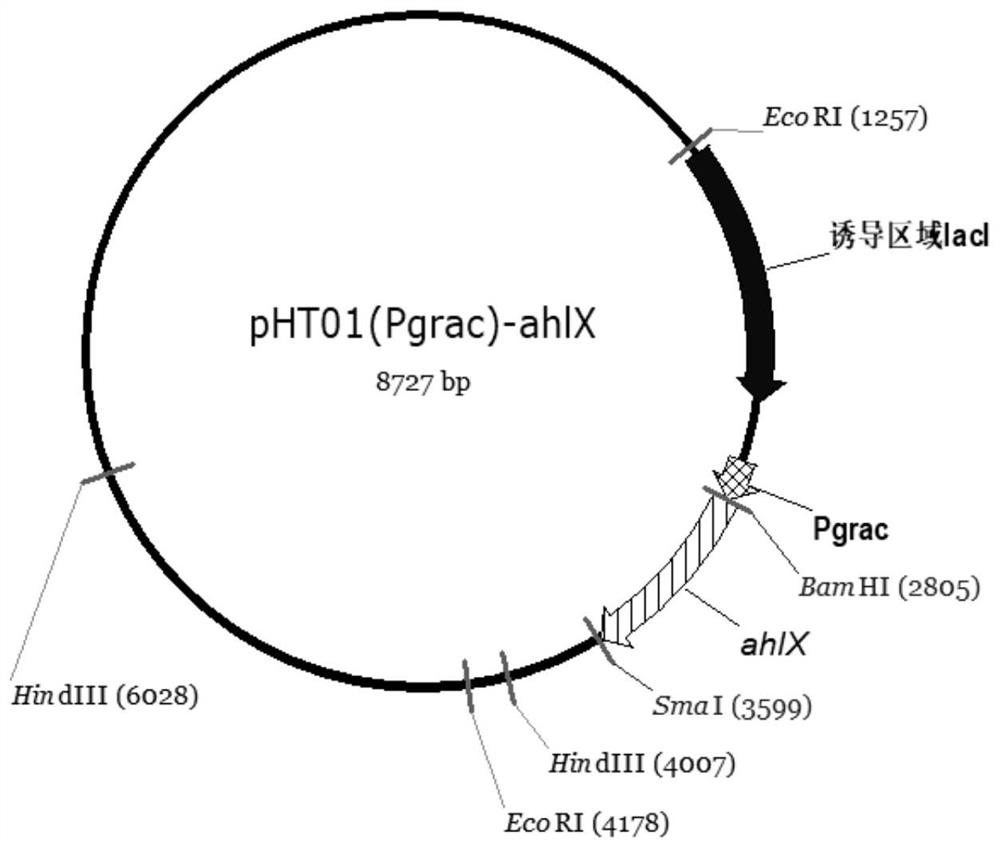 Bacillus subtilis genetically engineered bacterium with group quenching activity as well as construction method and application of bacillus subtilis genetically engineered bacterium