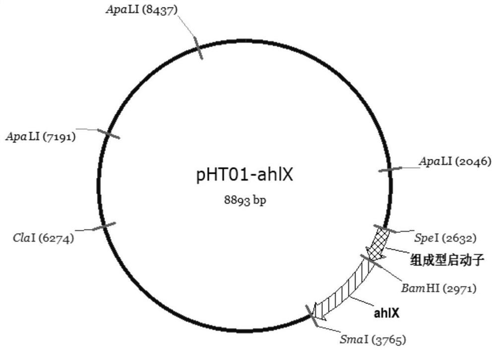 Bacillus subtilis genetically engineered bacterium with group quenching activity as well as construction method and application of bacillus subtilis genetically engineered bacterium