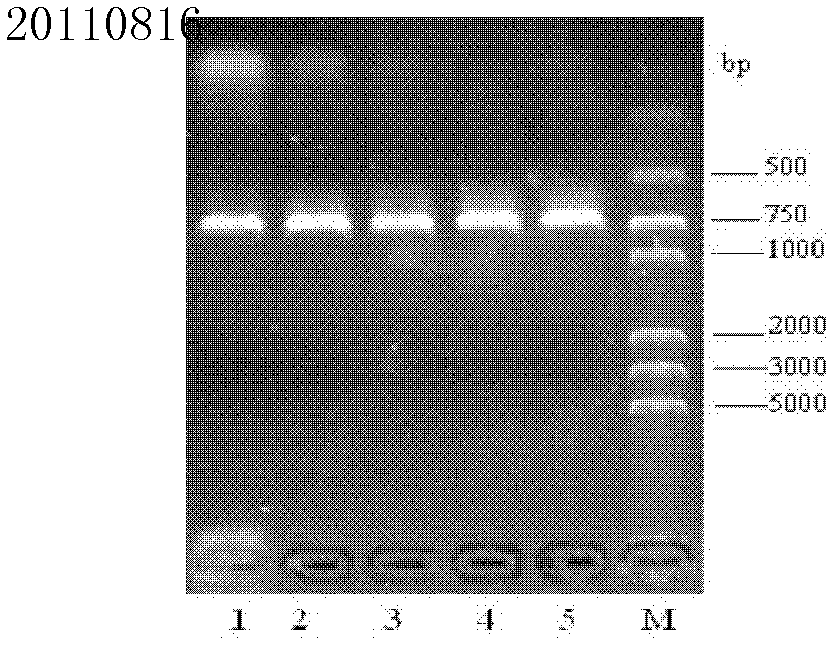 Porcine streptococcus disease and haemophilus parasuis disease combined inactivate vaccine and preparation method thereof