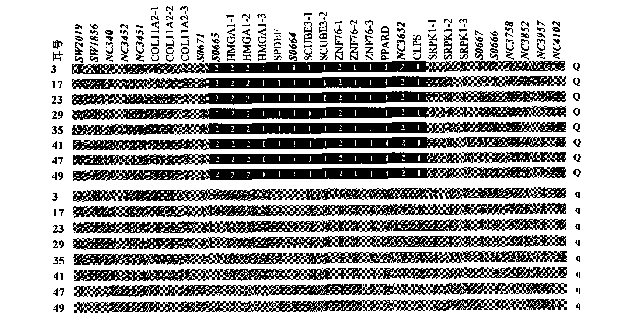 Identification method of PPARD major gene, establishment of molecular breeding method and application thereof