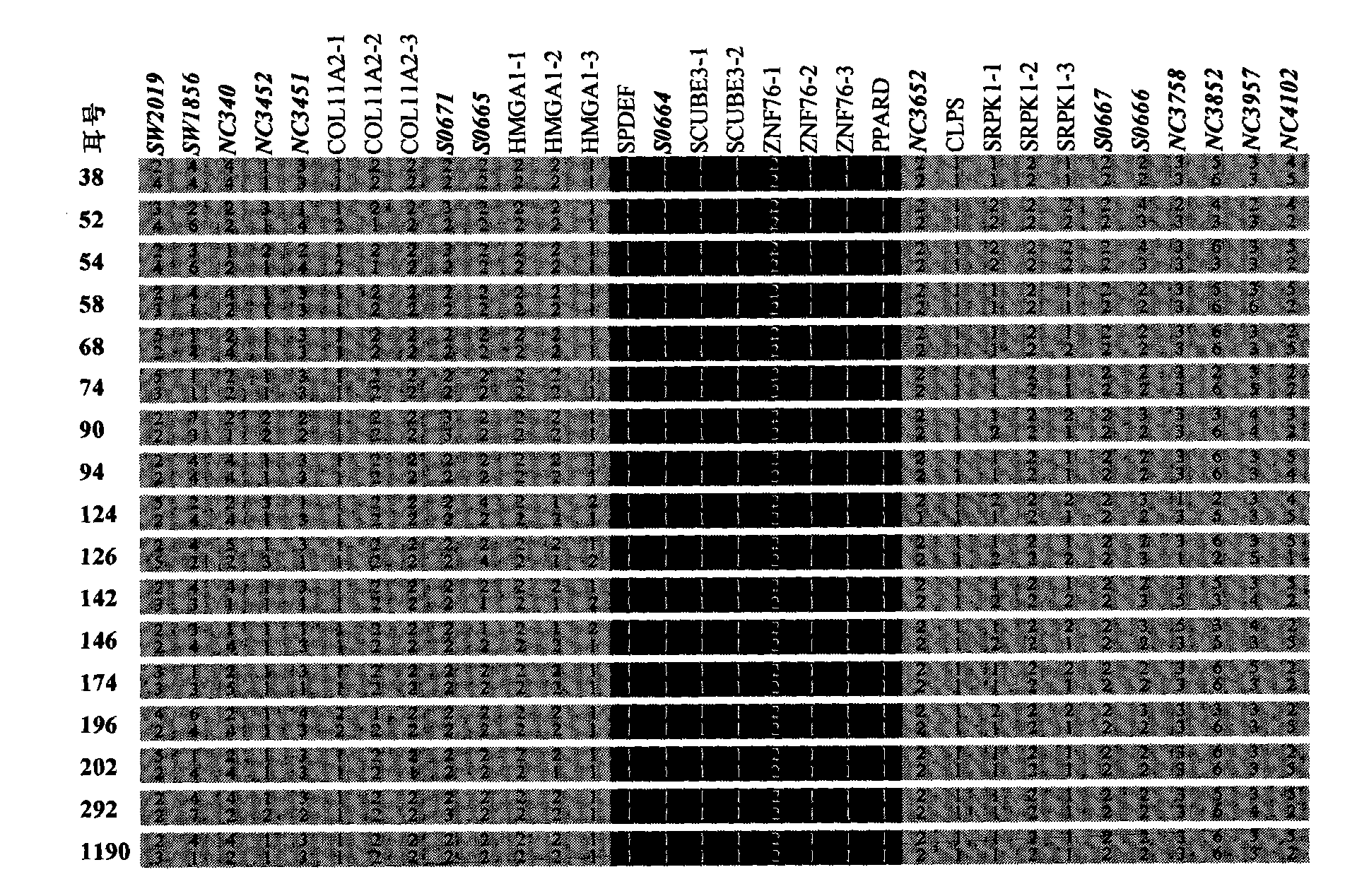 Identification method of PPARD major gene, establishment of molecular breeding method and application thereof