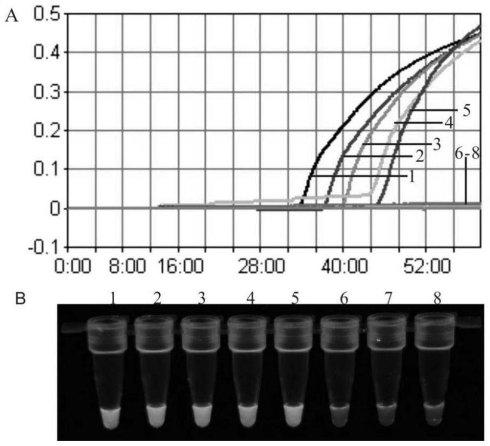 Method for identifying avian leukosis virus and chicken infectious anemia virus through visual double LAMP