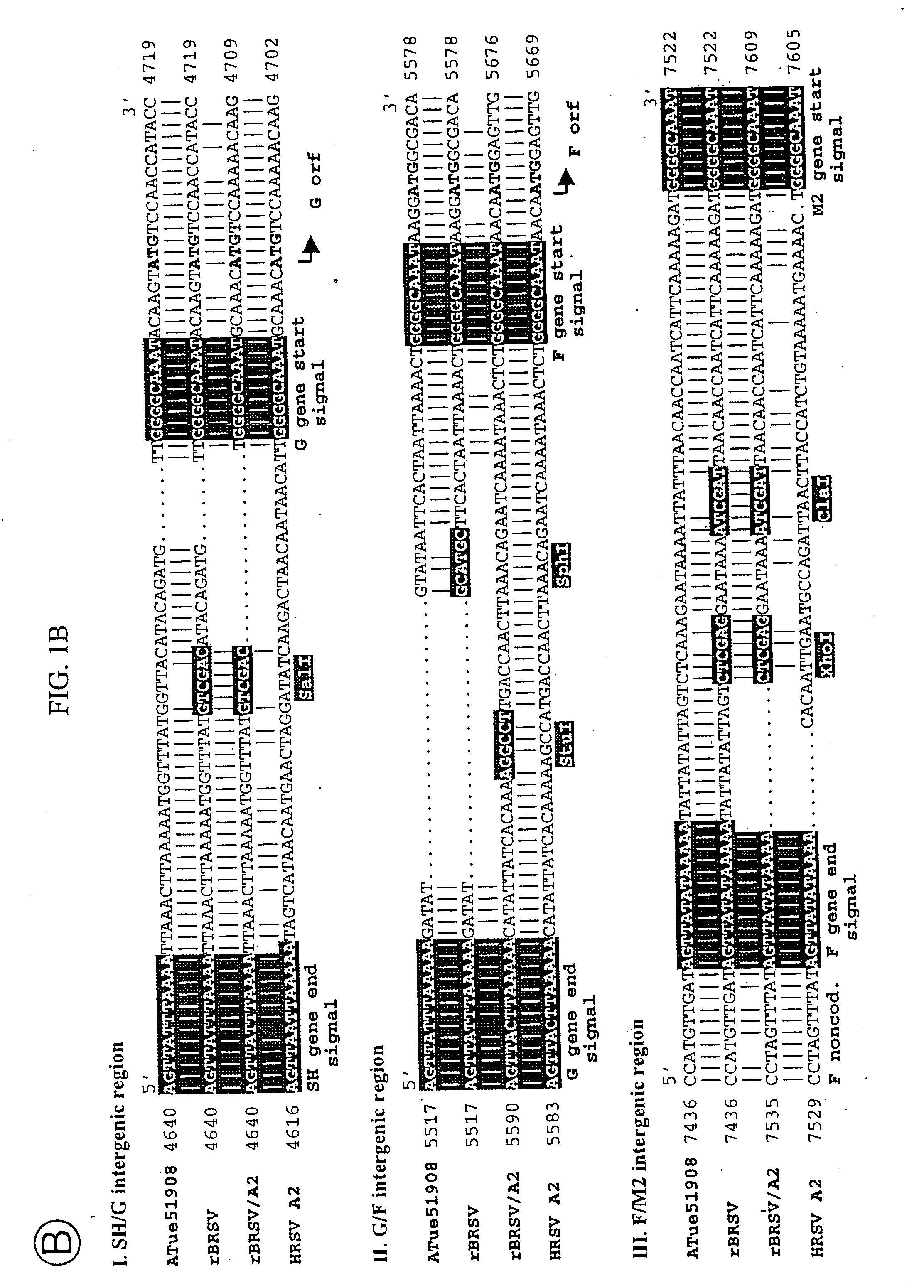 Production of attenuated, human-bovine chimeric respiratory syncytial virus vaccines