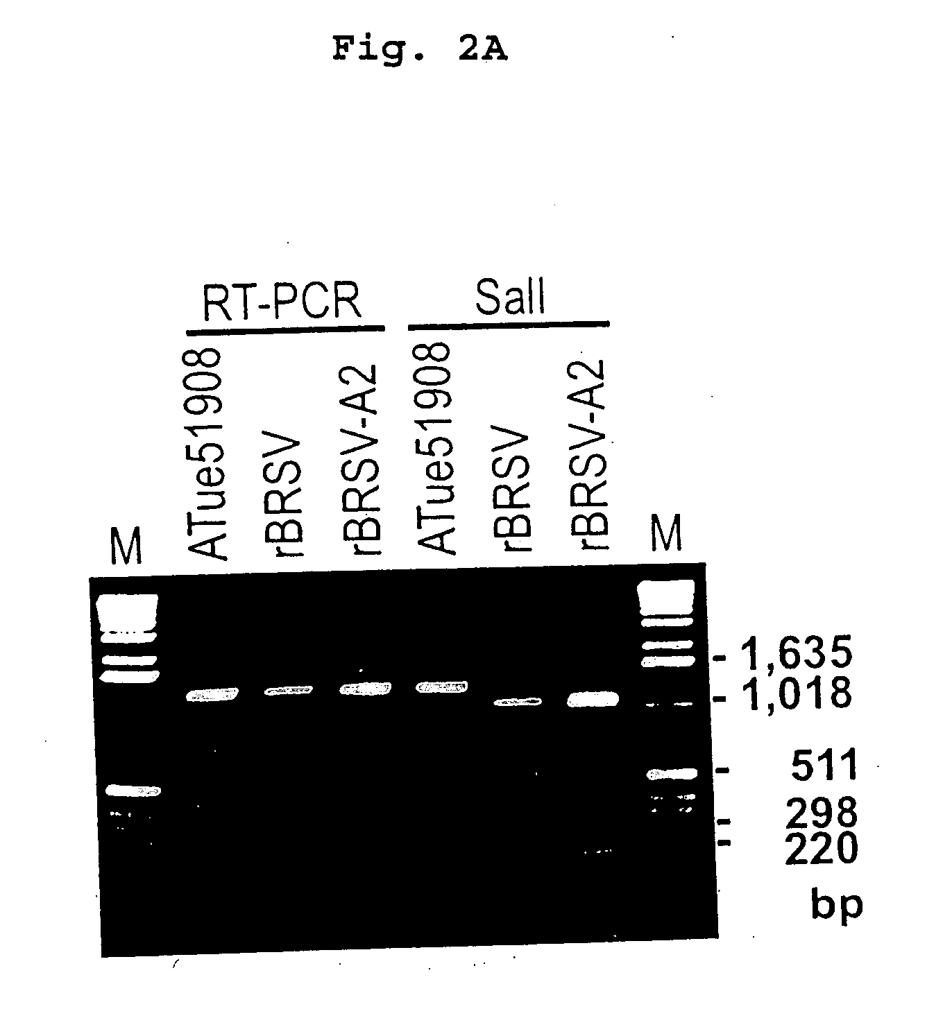 Production of attenuated, human-bovine chimeric respiratory syncytial virus vaccines