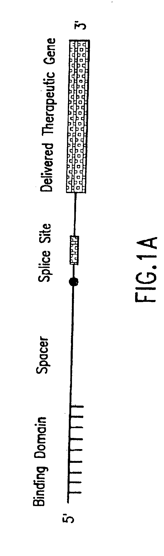 Spliceosome mediated RNA trans-splicing