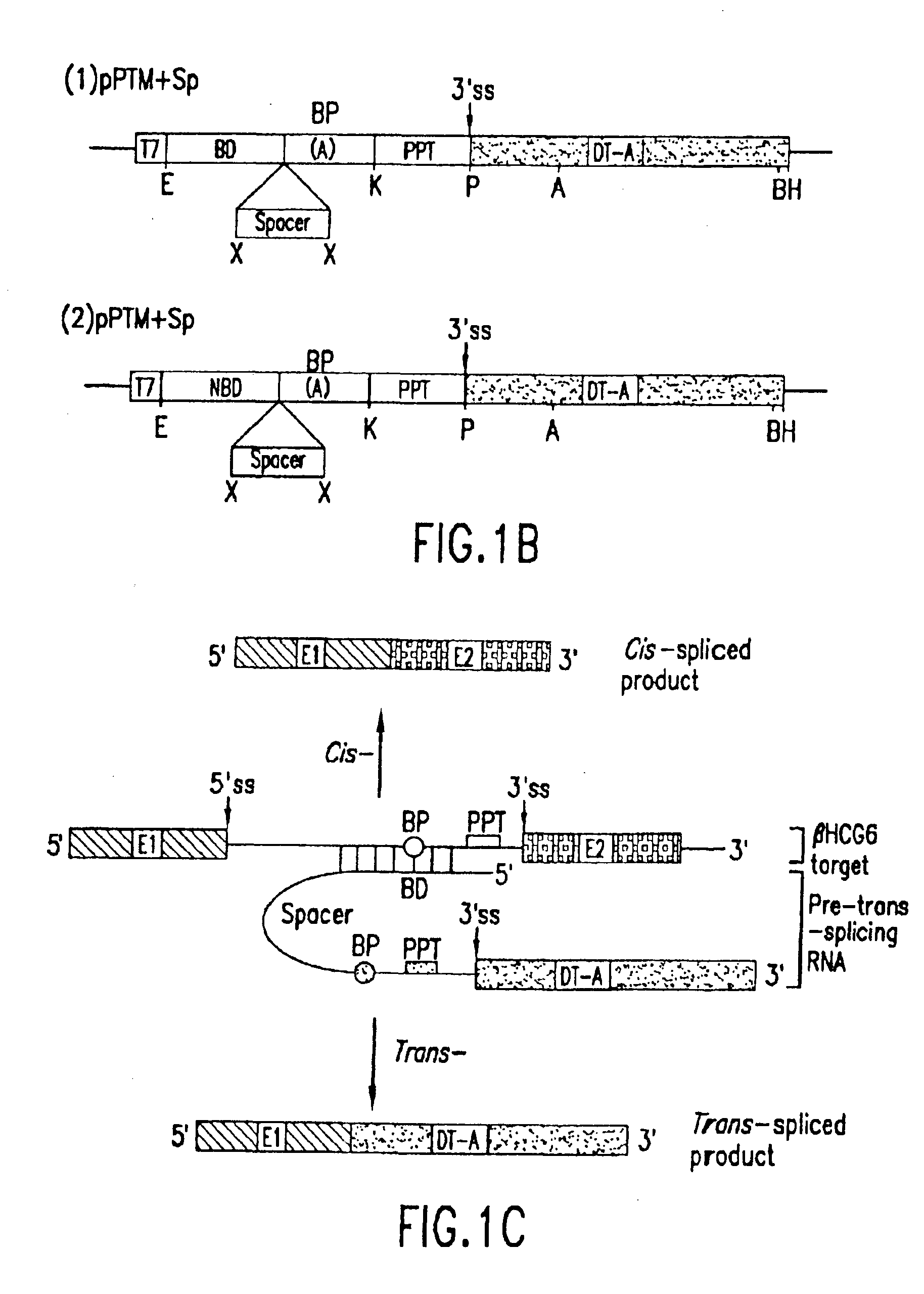 Spliceosome mediated RNA trans-splicing