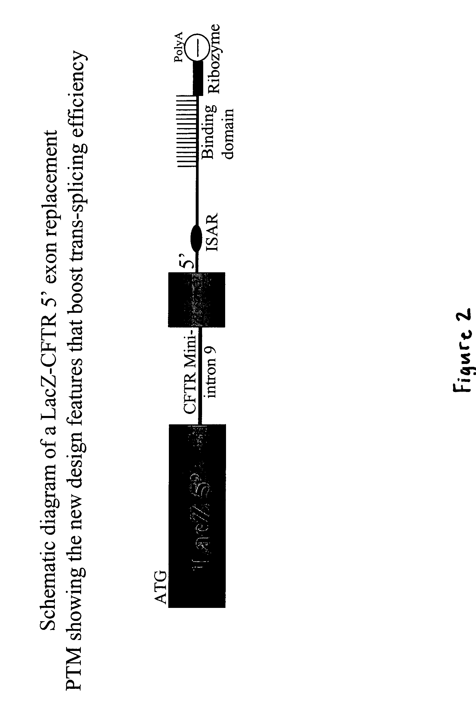 Spliceosome mediated RNA trans-splicing