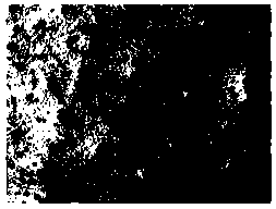 Preparation method of stem cell secreted factor flexible liposome