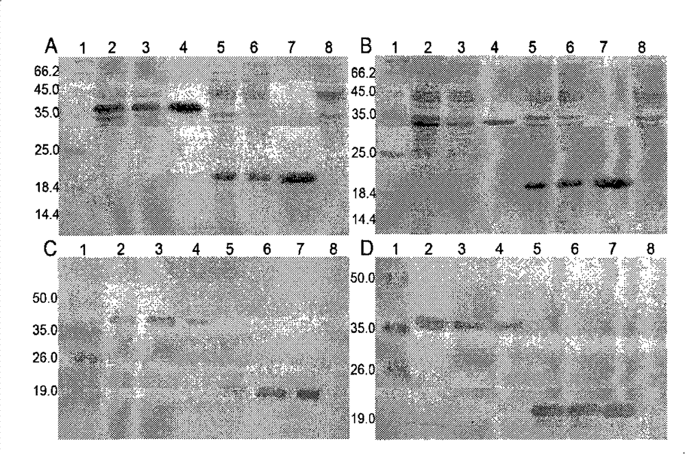 Recombined protein specially combined with fiber protein and application thereof