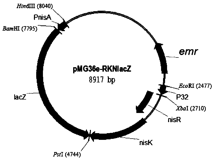 A method for improving nisin induction efficiency in lactic acid bacteria nice expression system