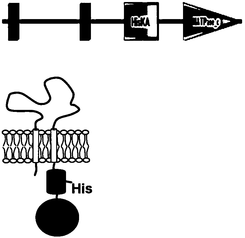 A method for improving nisin induction efficiency in lactic acid bacteria nice expression system