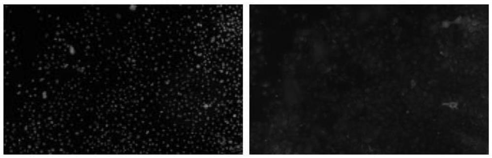 Construction method of immortalized forest musk gland epithelial cells