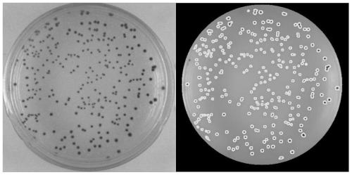 Colony counting method based on machine vision