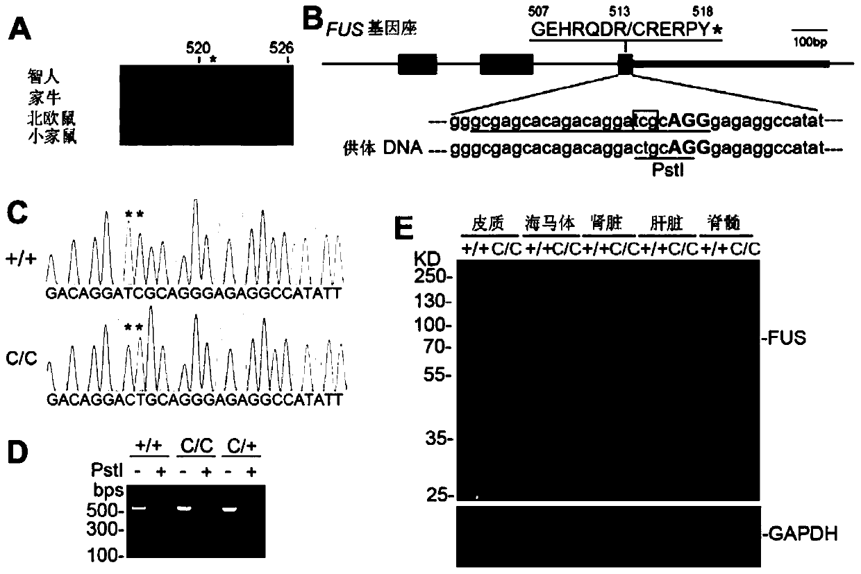 Trim72 as potential therapeutic target for als through ubiquitinating mutant fus protein