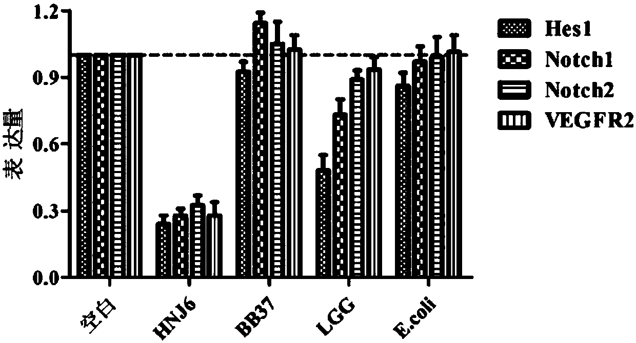 Bifidobacterium bifidum capable of relieving colorectal cancer and application of Bifidobacterium bifidum