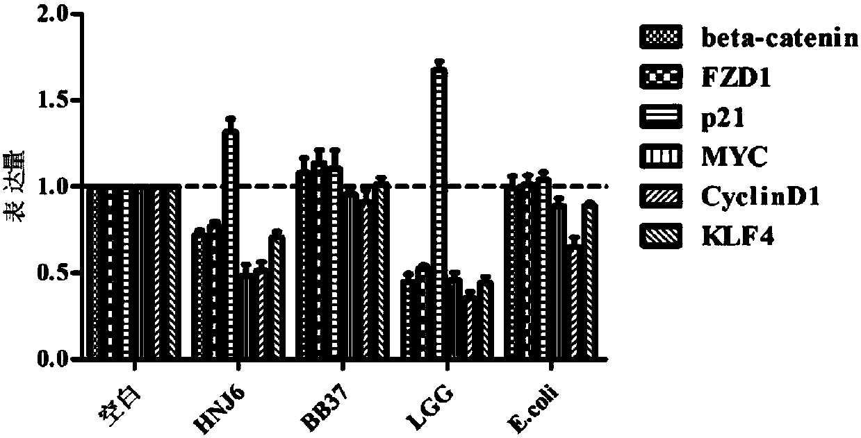 Bifidobacterium bifidum capable of relieving colorectal cancer and application of Bifidobacterium bifidum