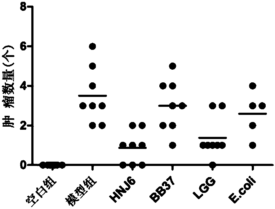 Bifidobacterium bifidum capable of relieving colorectal cancer and application of Bifidobacterium bifidum