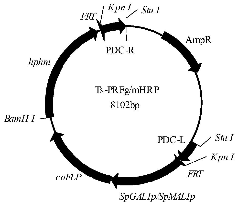 A kind of FLP/FRT gene knockout method of candida amazonensis