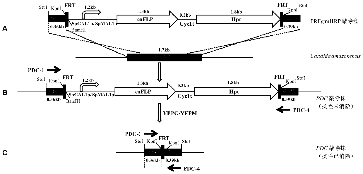 A kind of FLP/FRT gene knockout method of candida amazonensis