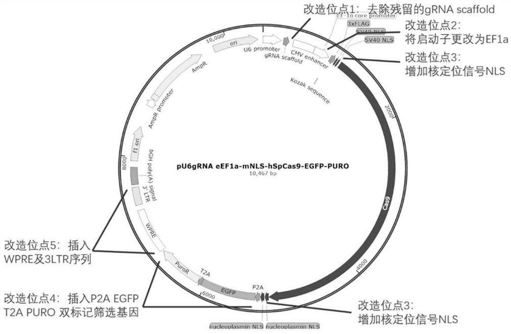 OPG gene editing system for constructing osteoporosis cloned porcine nuclear donor cell line and application of OPG gene editing system