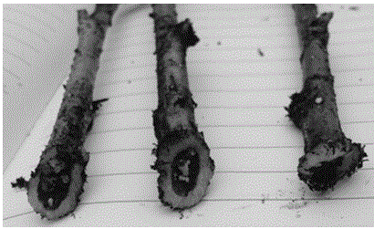 Cutting rooting method for epicormic branches of camptotheca acuminata