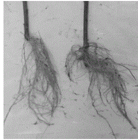 Cutting rooting method for epicormic branches of camptotheca acuminata