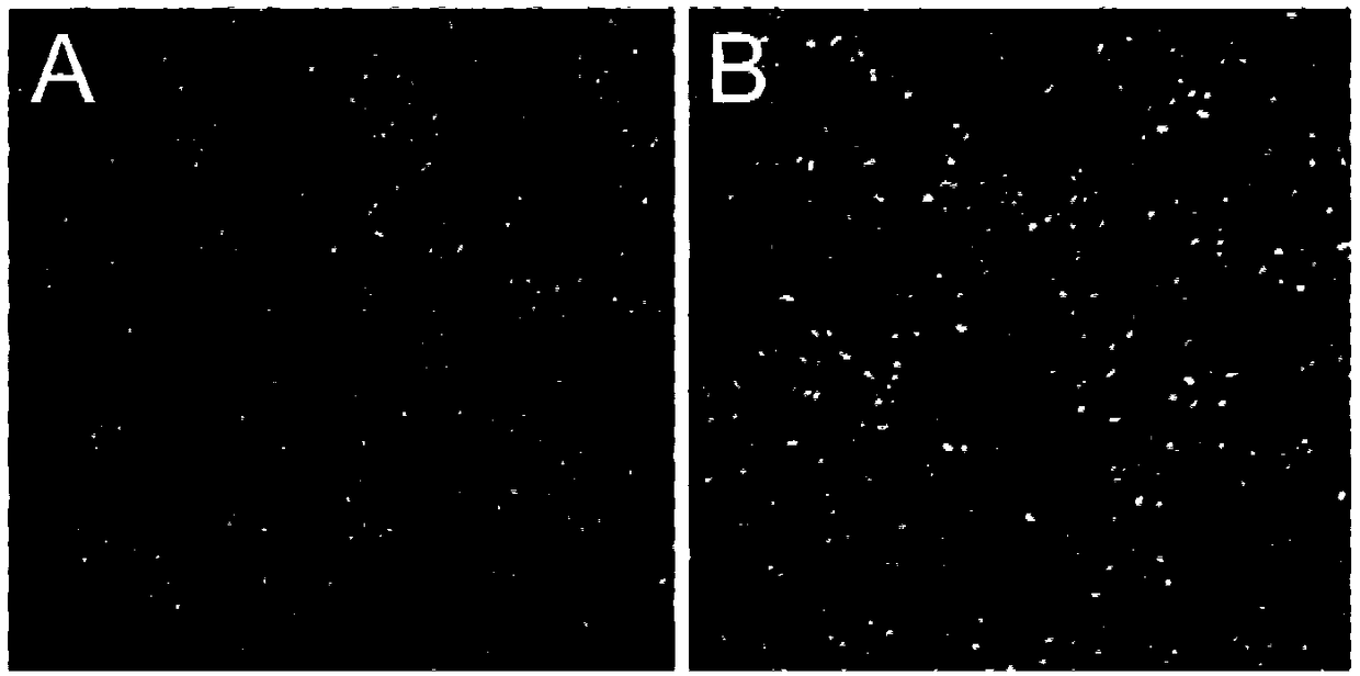 Bovine viral diarrhea virus-like particle and construction method and application thereof