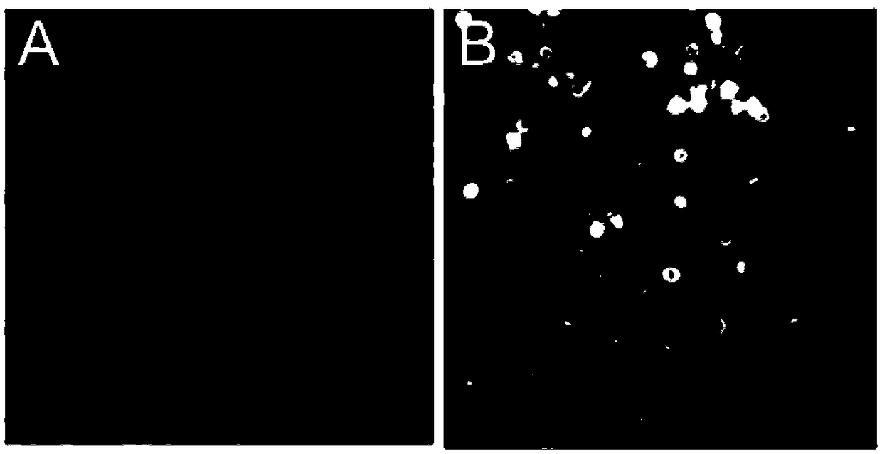 Bovine viral diarrhea virus-like particle and construction method and application thereof