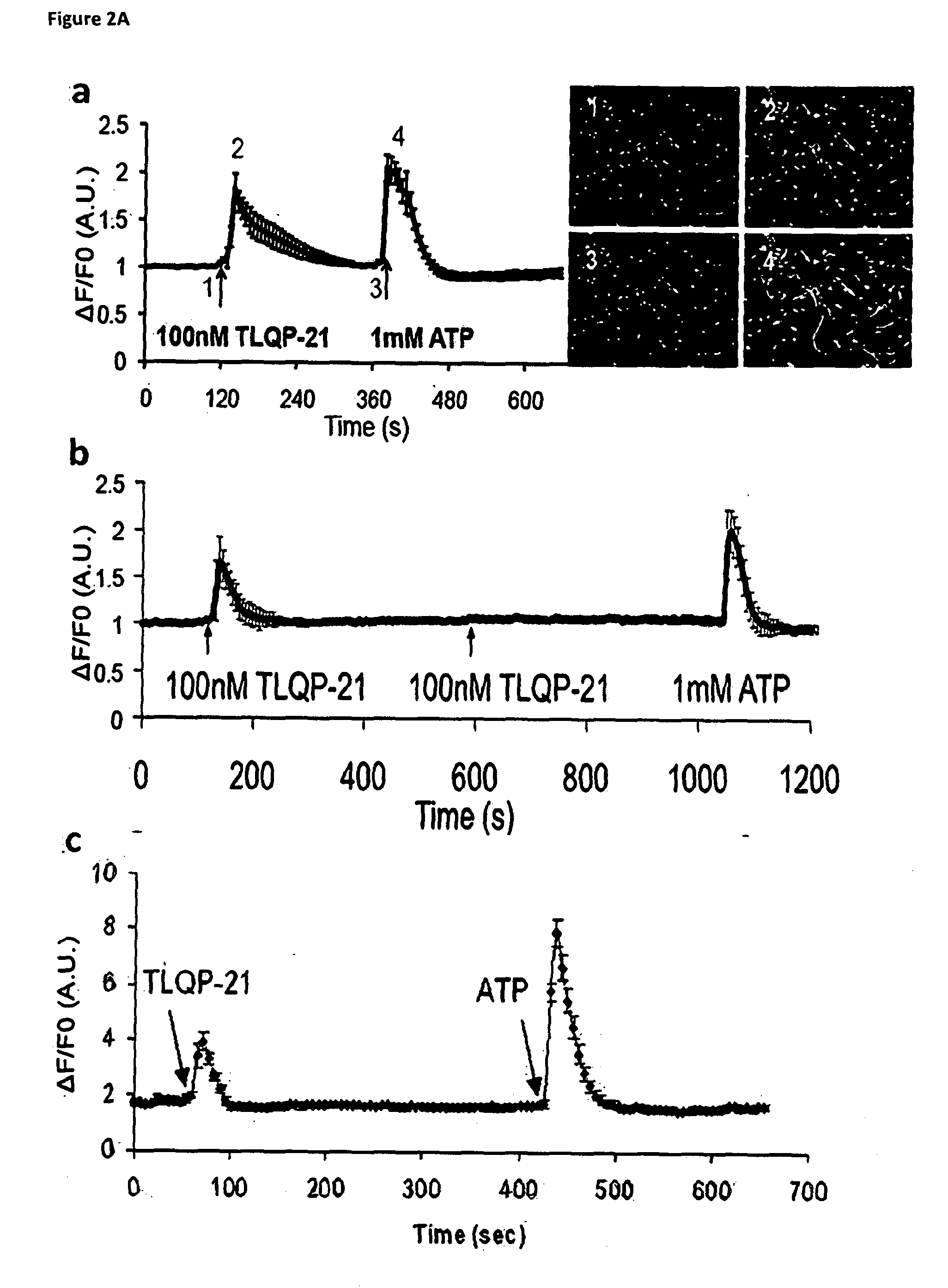 Methods of Treating Pain by Inhibition of VGF Activity