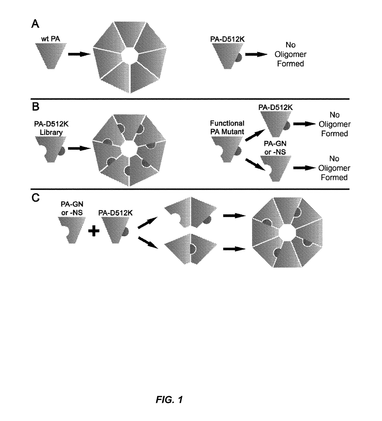 Engineered anthrax lethal toxin for targeted delivery