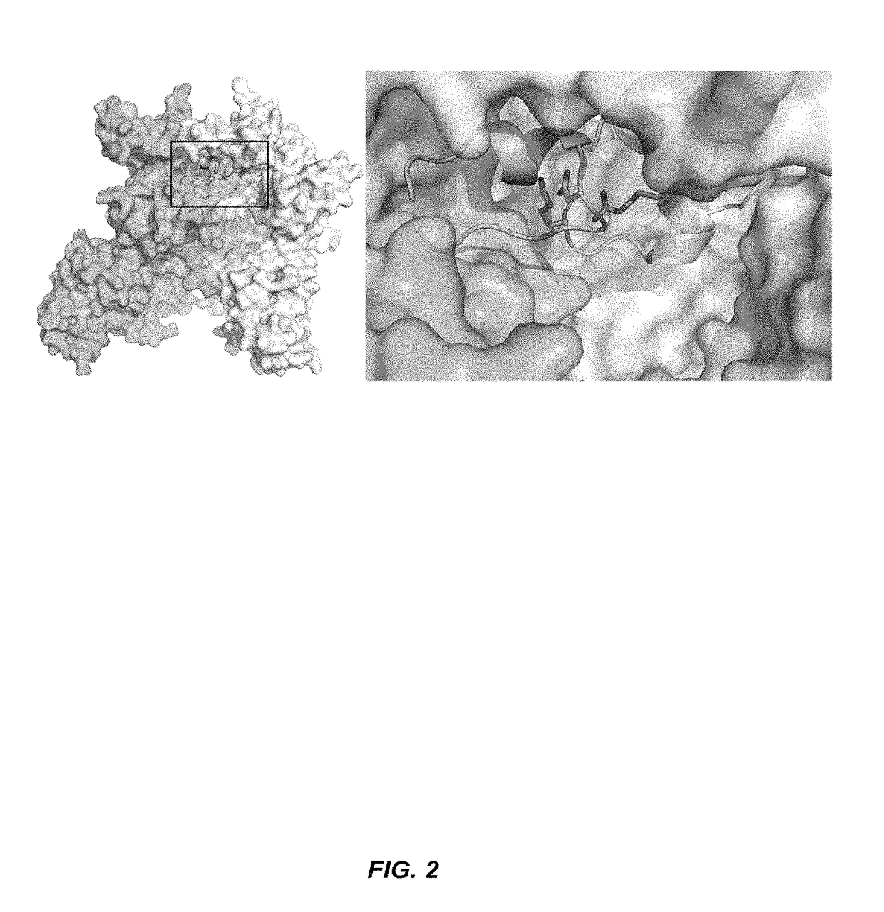 Engineered anthrax lethal toxin for targeted delivery