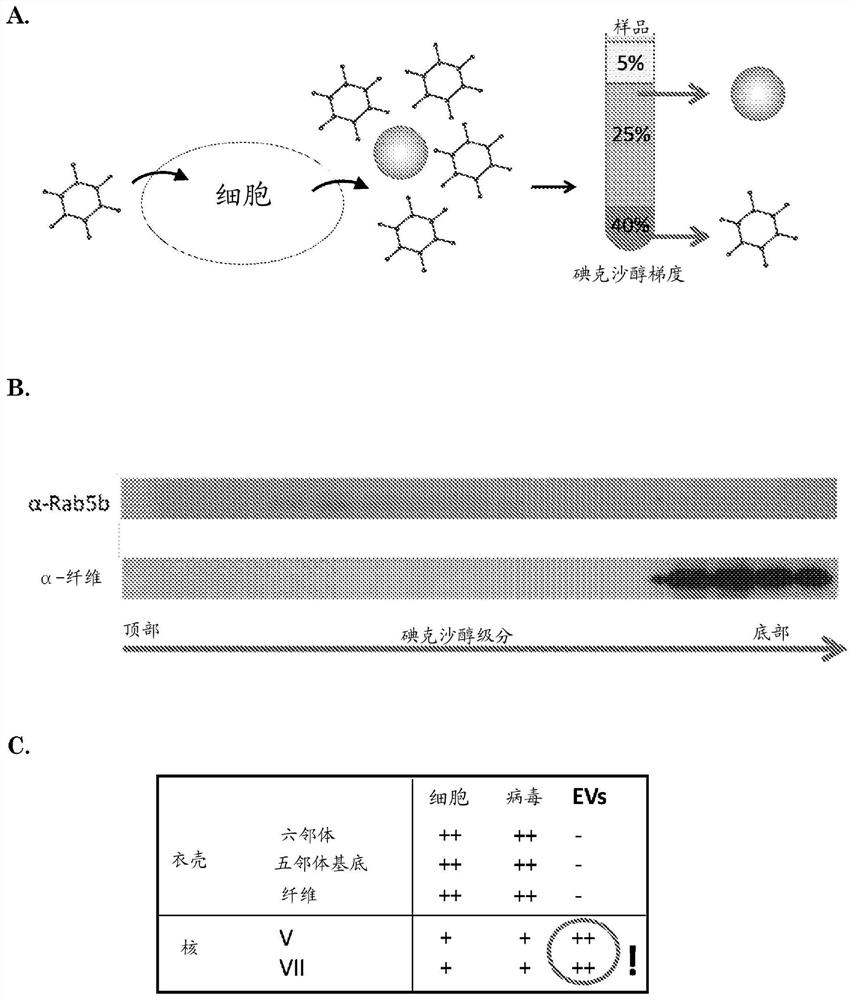 Adenosomes