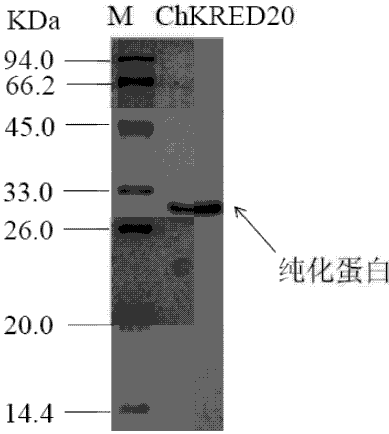 Application of Chryseobacterium sp. and carbonyl reductase thereof in production of aprepitant chiral intermediate