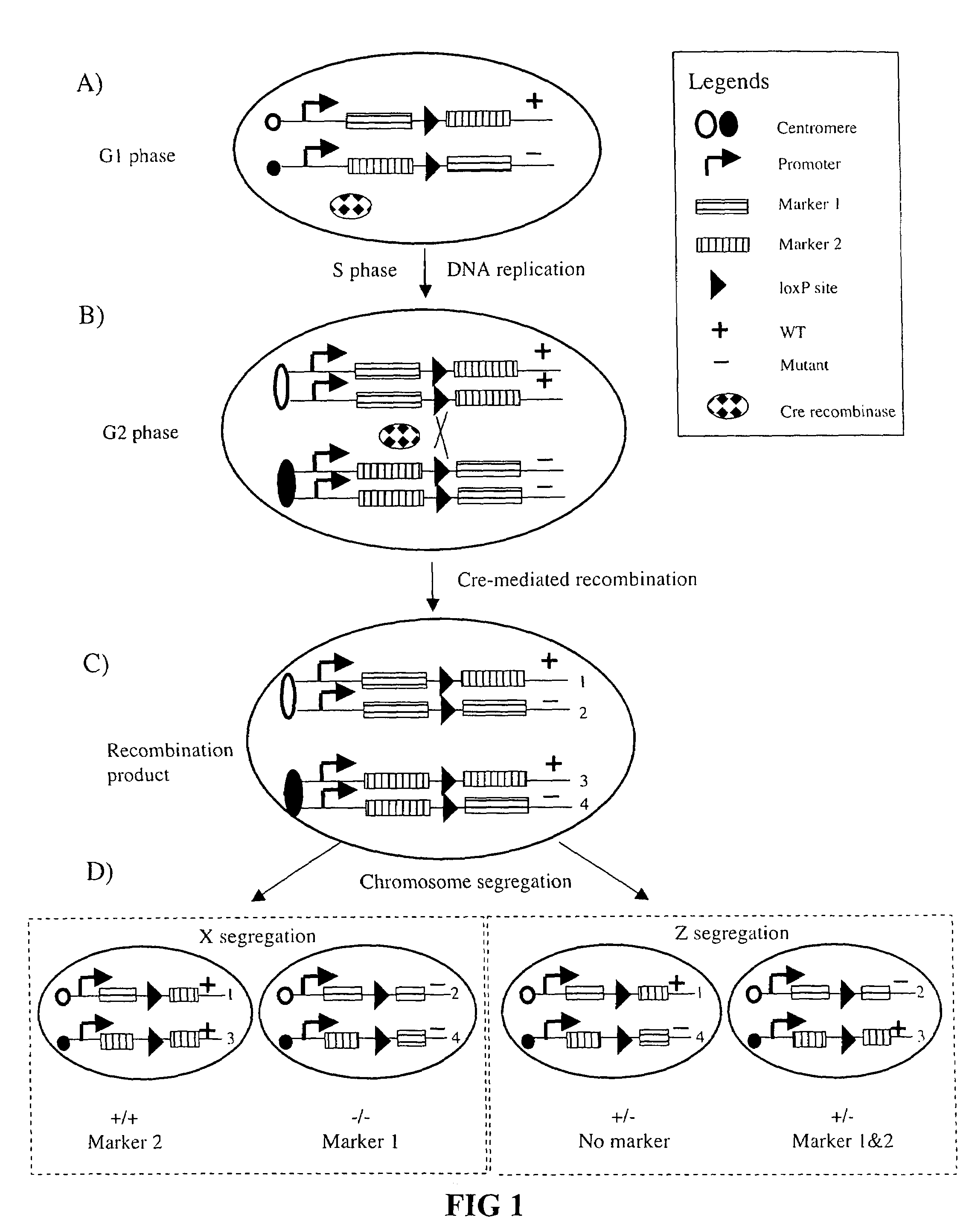 Somatic recombination