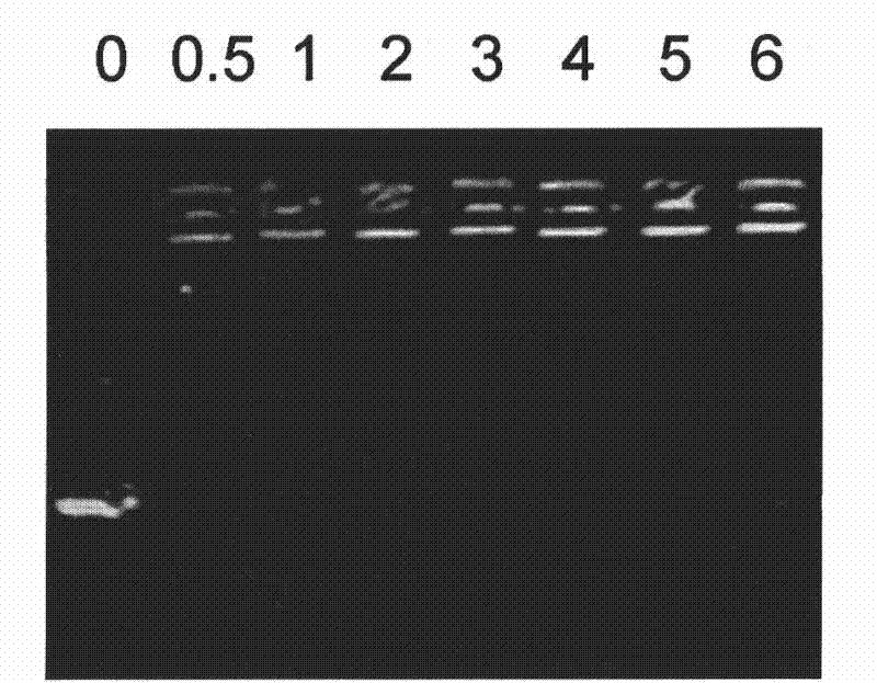 Polyethyleneimine derivative and application thereof as gene delivery carrier