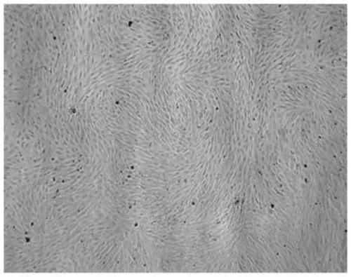 A compound cell preparation, preparation method and use thereof