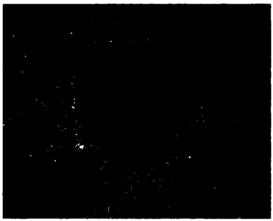 Disinfectant for primary cell culture of animals and preparation method of disinfectant