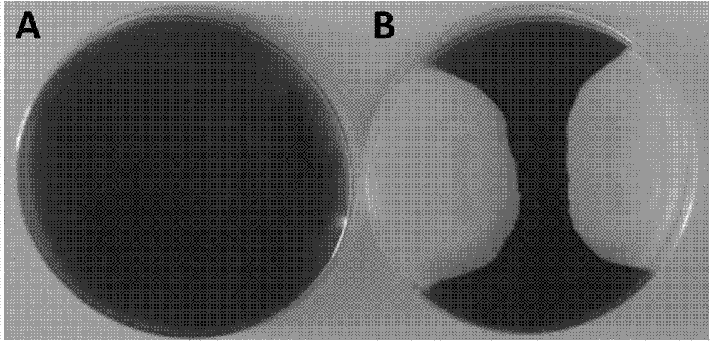 Corn endophyte Bacillus subtilis and its application in biocontrol