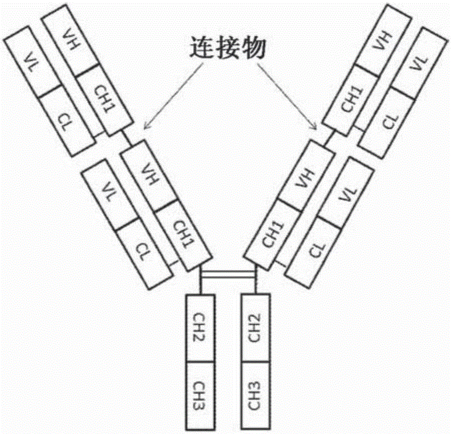 Novel anti-human Tie2 antibody