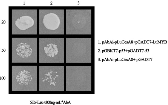 LuMyb gene for regulating and controlling flax cellulose synthesis and application of LuMyb gene