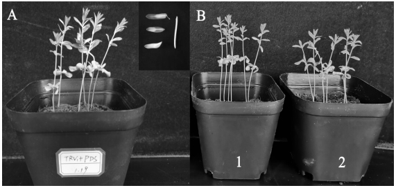 LuMyb gene for regulating and controlling flax cellulose synthesis and application of LuMyb gene