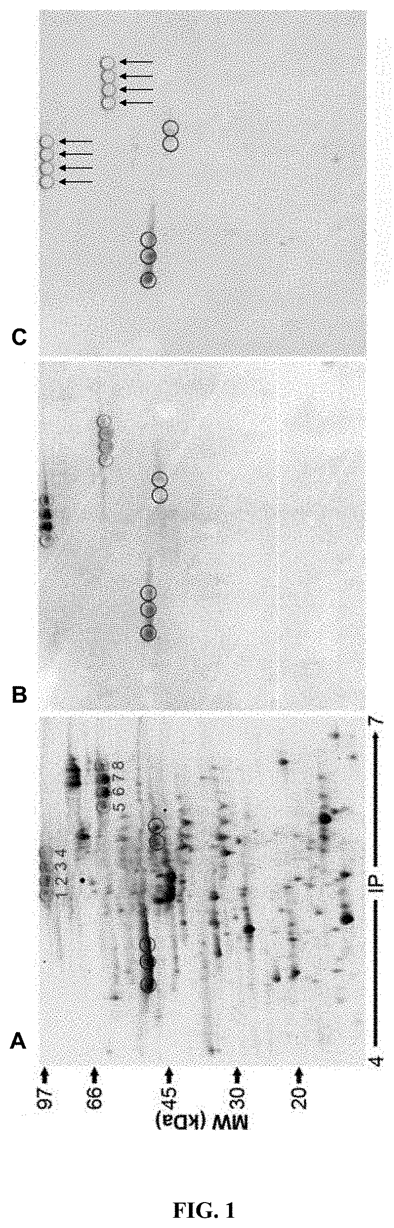 Proteins derived from clpb and uses thereof