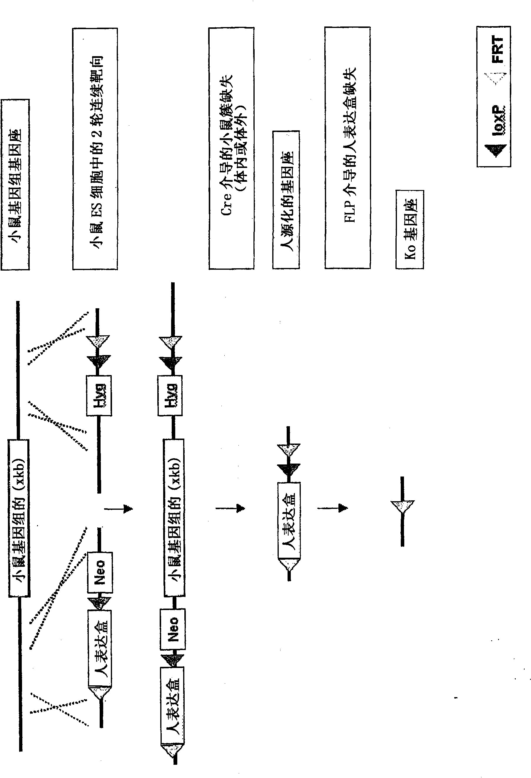 Two step cluster deletion and humanisation