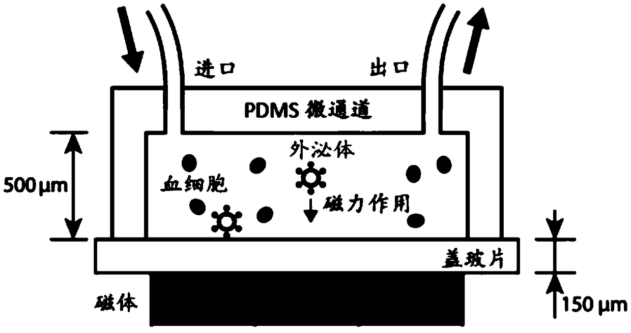 Preparation method and application of magnetic nanoparticles for capturing exosomes in blood