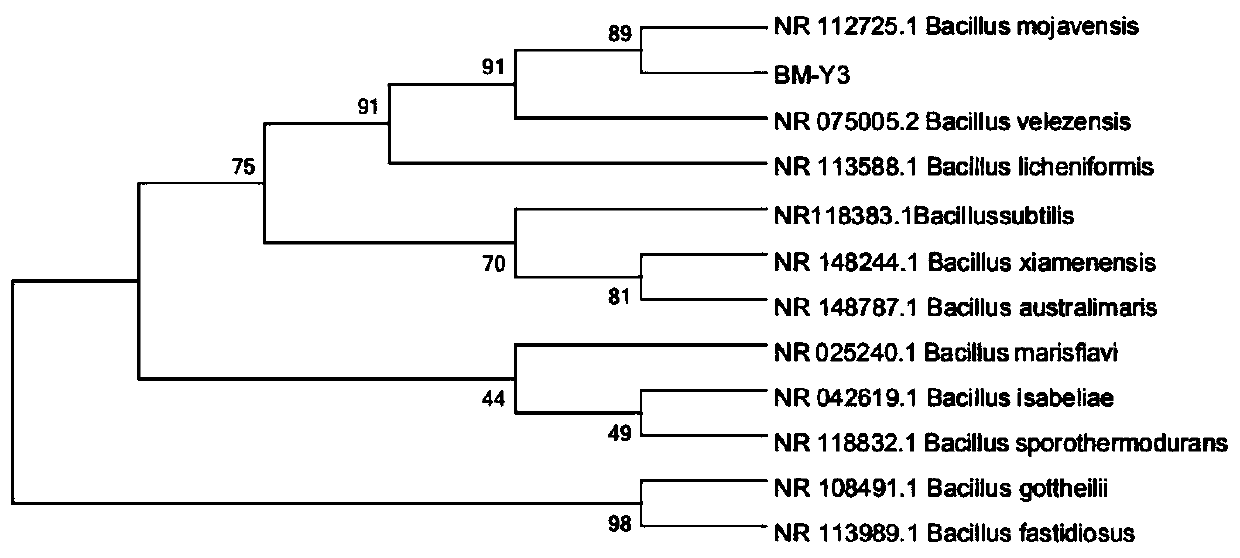 Ecological toilet treatment strain and application thereof