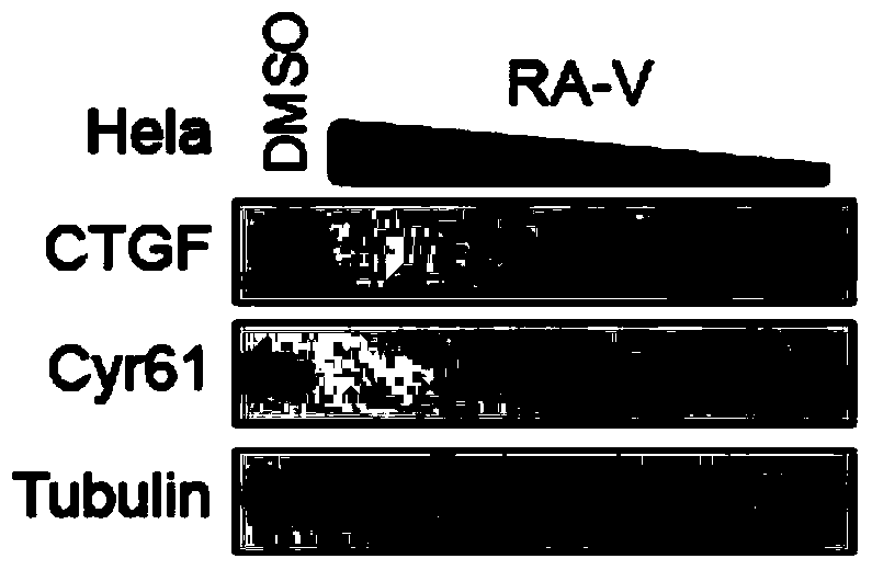 Preparation method of rubiaceous cyclopeptide and application of rubiaceous cyclopeptide as Hippo-YAP signal pathway inhibitor