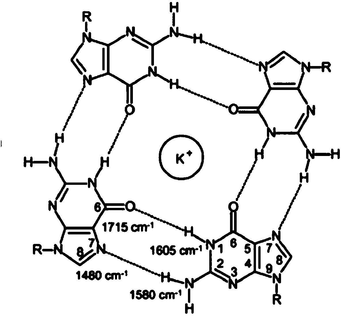 Nucleic acid structure detection method based on surface enhanced Raman spectroscopy