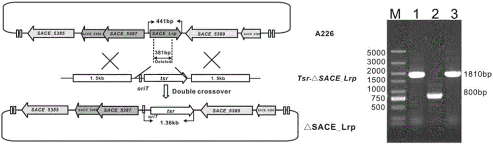 Method for improving yield of erythromycin through saccharopolyspora erythraea SACE_Lrp gene